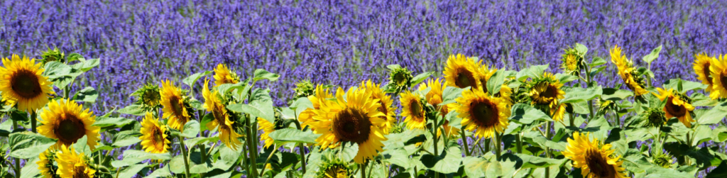 champs de tournesol