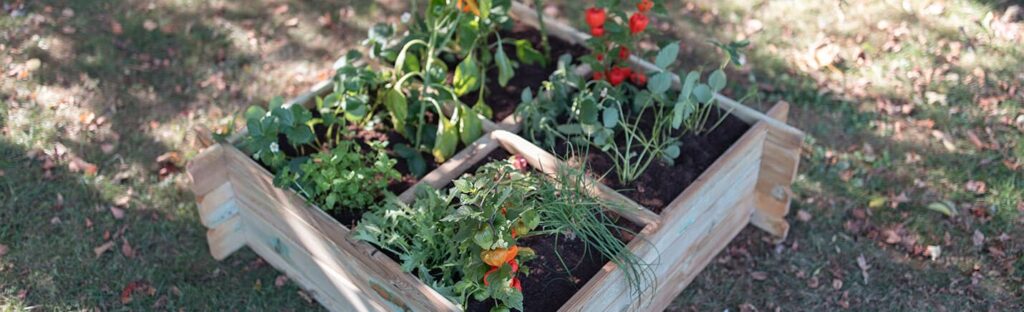 carré potager
