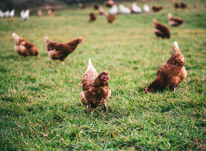 nourriture poule