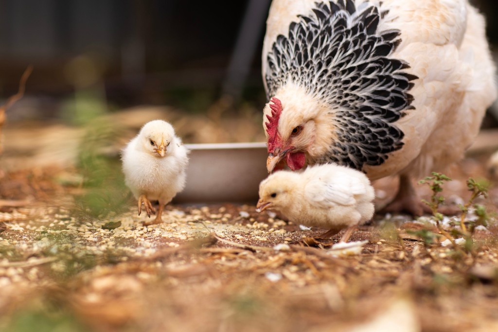 Lire la suite à propos de l’article Quand mettre les poussins dans un poulailler ?