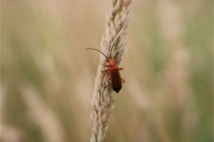 Lire la suite à propos de l’article Insectes nuisibles du potager : notre guide pour tout savoir sur le sujet