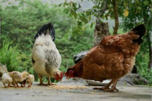 Lire la suite à propos de l’article Comment nourrir les poules ?