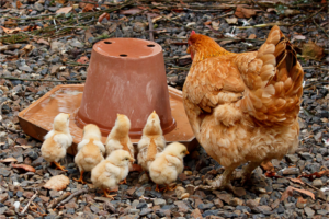 Lire la suite à propos de l’article Quand mettre les poussins dans un poulailler ?