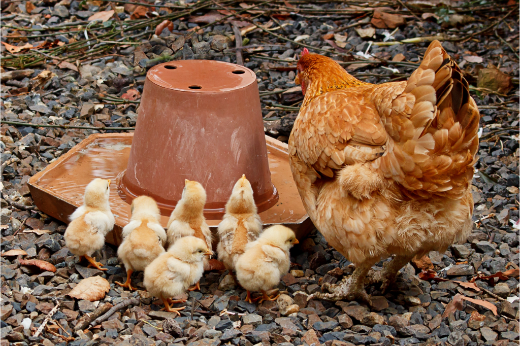 Lire la suite à propos de l’article Quand mettre les poussins dans un poulailler ?