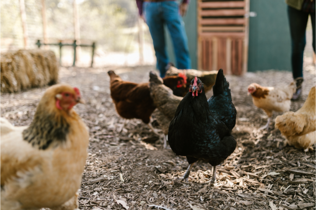 Lire la suite à propos de l’article Combien de poules au m² dans un poulailler ?