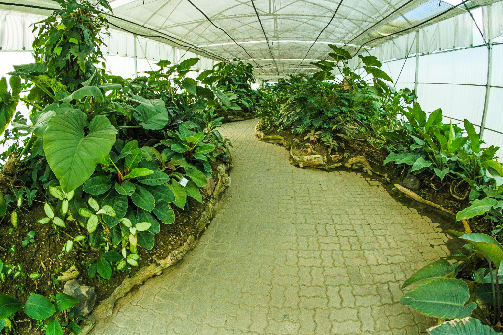 Lire la suite à propos de l’article Serre ou potager, comment choisir ?