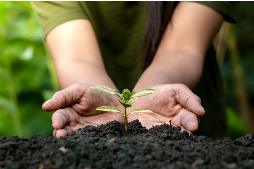 Lire la suite à propos de l’article Comment bien choisir ses graines pour le potager ?