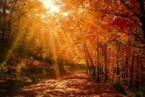 Lire la suite à propos de l’article L’automne : Nos conseils pour bien vivre la saison