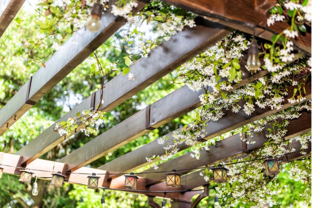 Lire la suite à propos de l’article Quelle plante grimpante pour une pergola ?