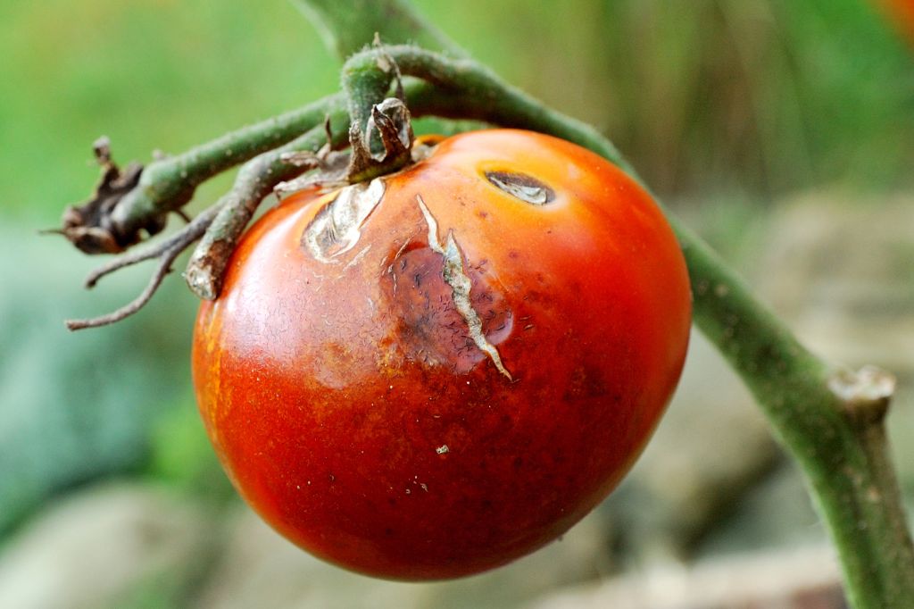 Lire la suite à propos de l’article Bouillie bordelaise : utilisation au potager dans le jardin