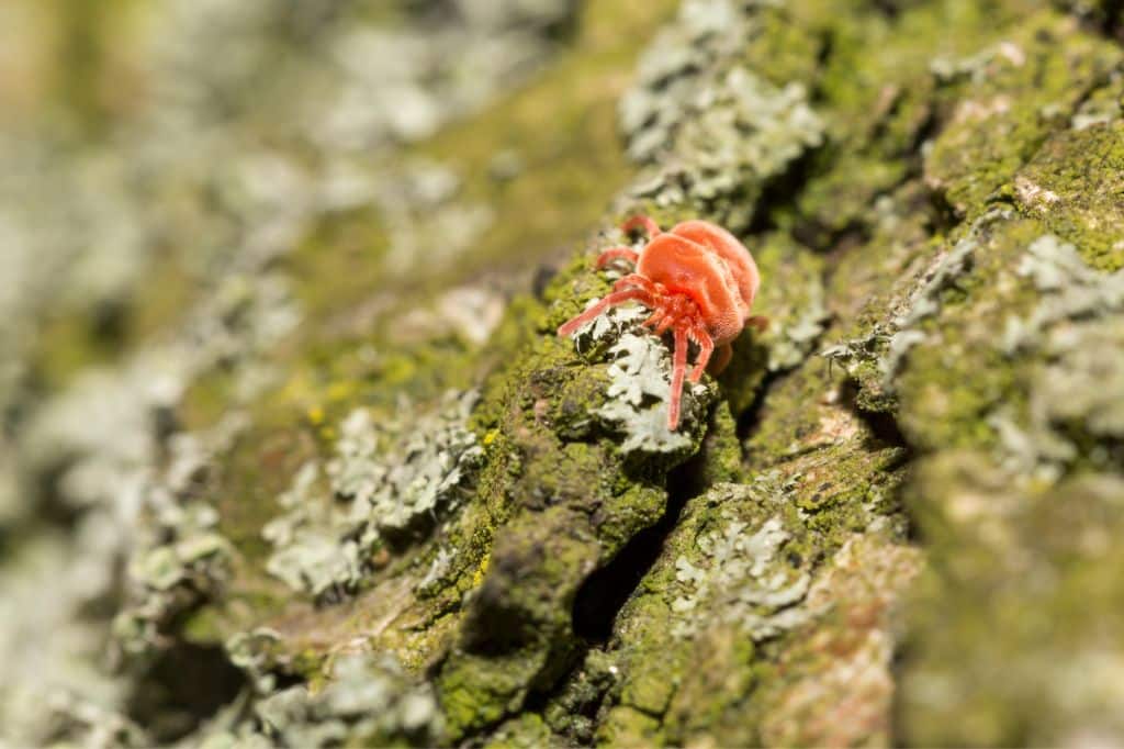 Lire la suite à propos de l’article Comment se débarrasser des araignées rouges ?