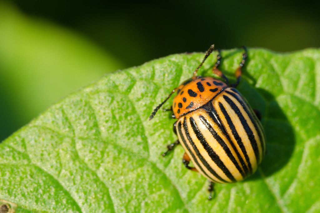 Lire la suite à propos de l’article Comment se débarrasser des doryphores ?