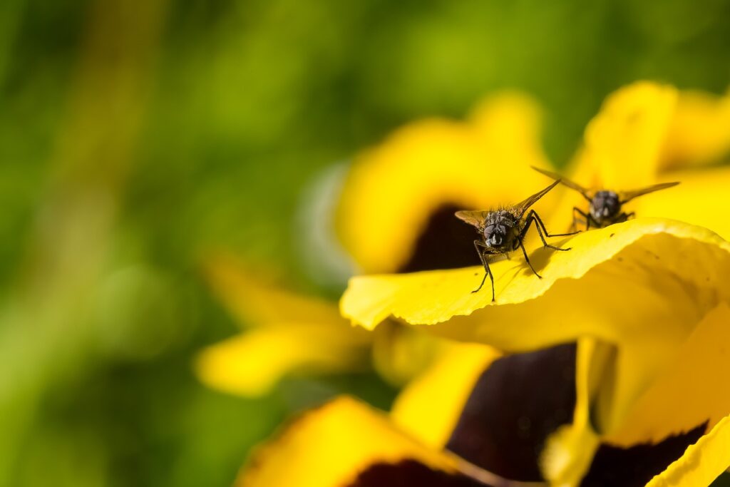 Insecte mouche du chou