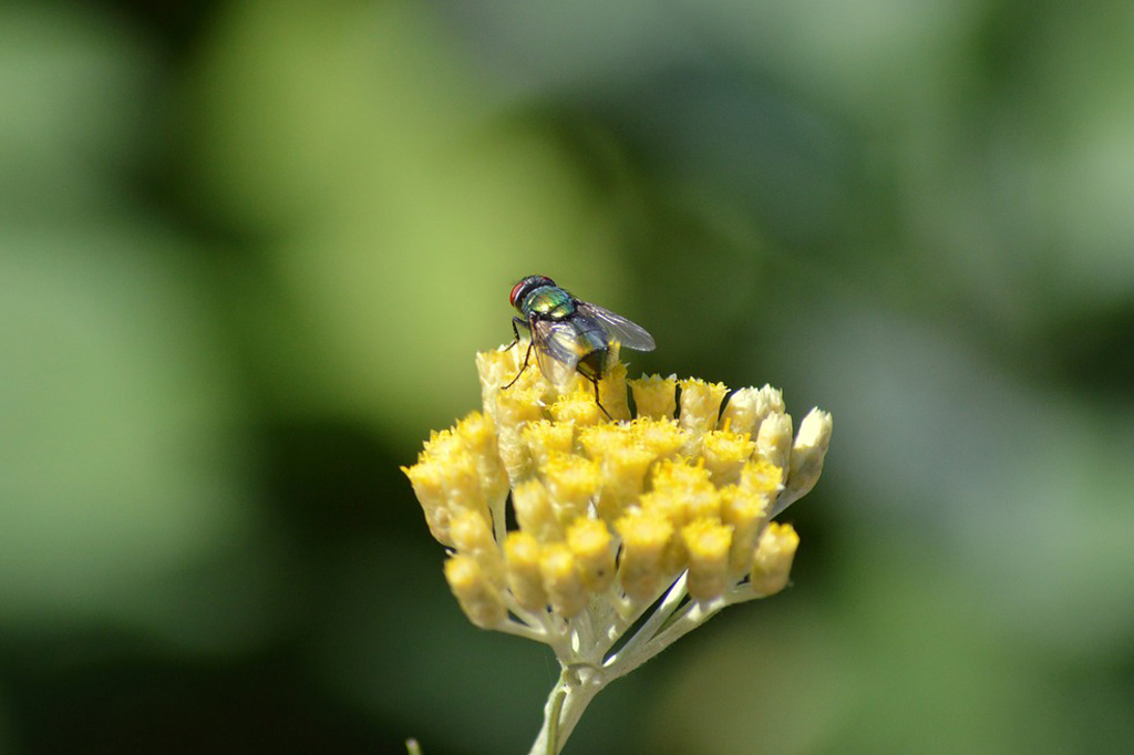 Mouche du chou