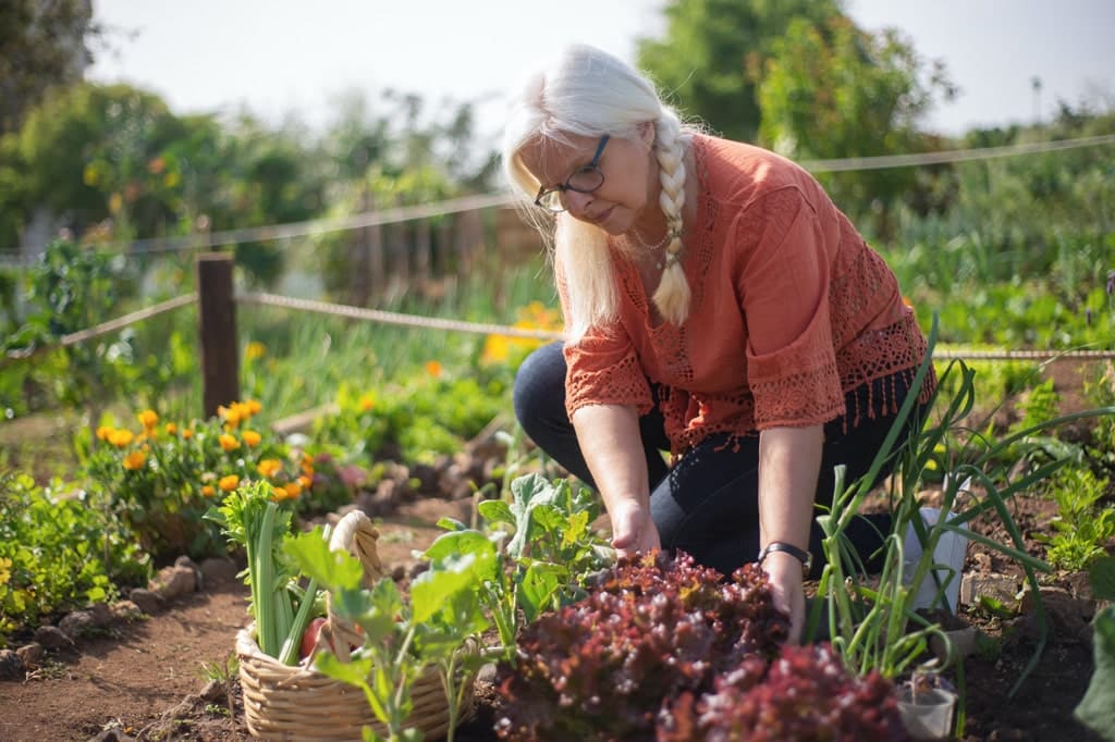 Lire la suite à propos de l’article Comment éliminer les taupins du potager ?