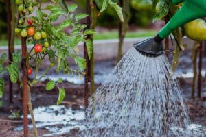 Lire la suite à propos de l’article Comment se débarrasser des vers gris dans le jardin ?