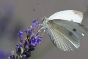 Lire la suite à propos de l’article Comment lutter contre la piéride du chou ?