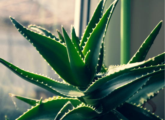 Aloe vera plante dépolluantes