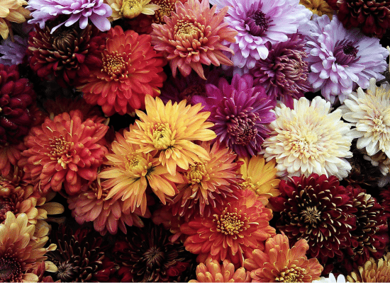 Chrysanthèmes plantes dépolluantes