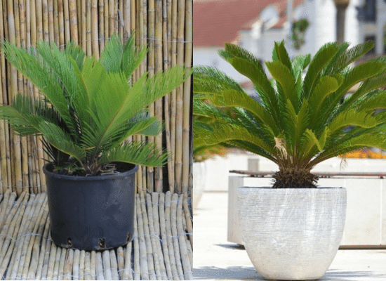 cycas du japon, plantes dépolluantes