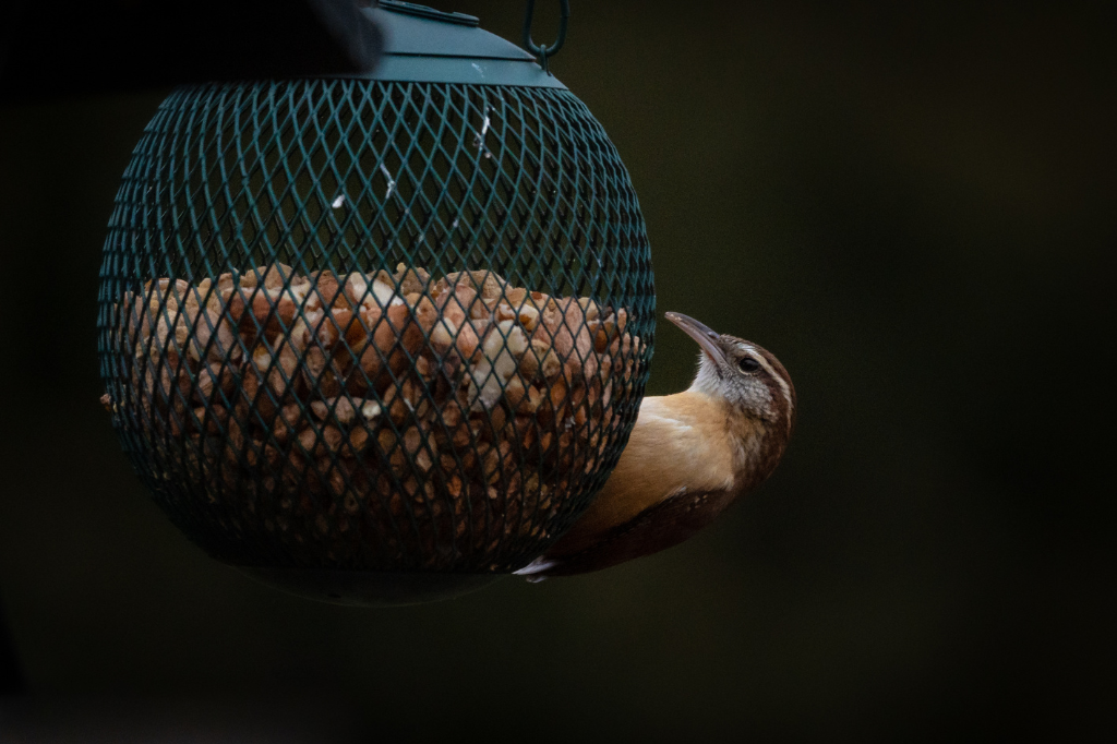 Lire la suite à propos de l’article Nourrir les oiseaux cet hiver : la recette