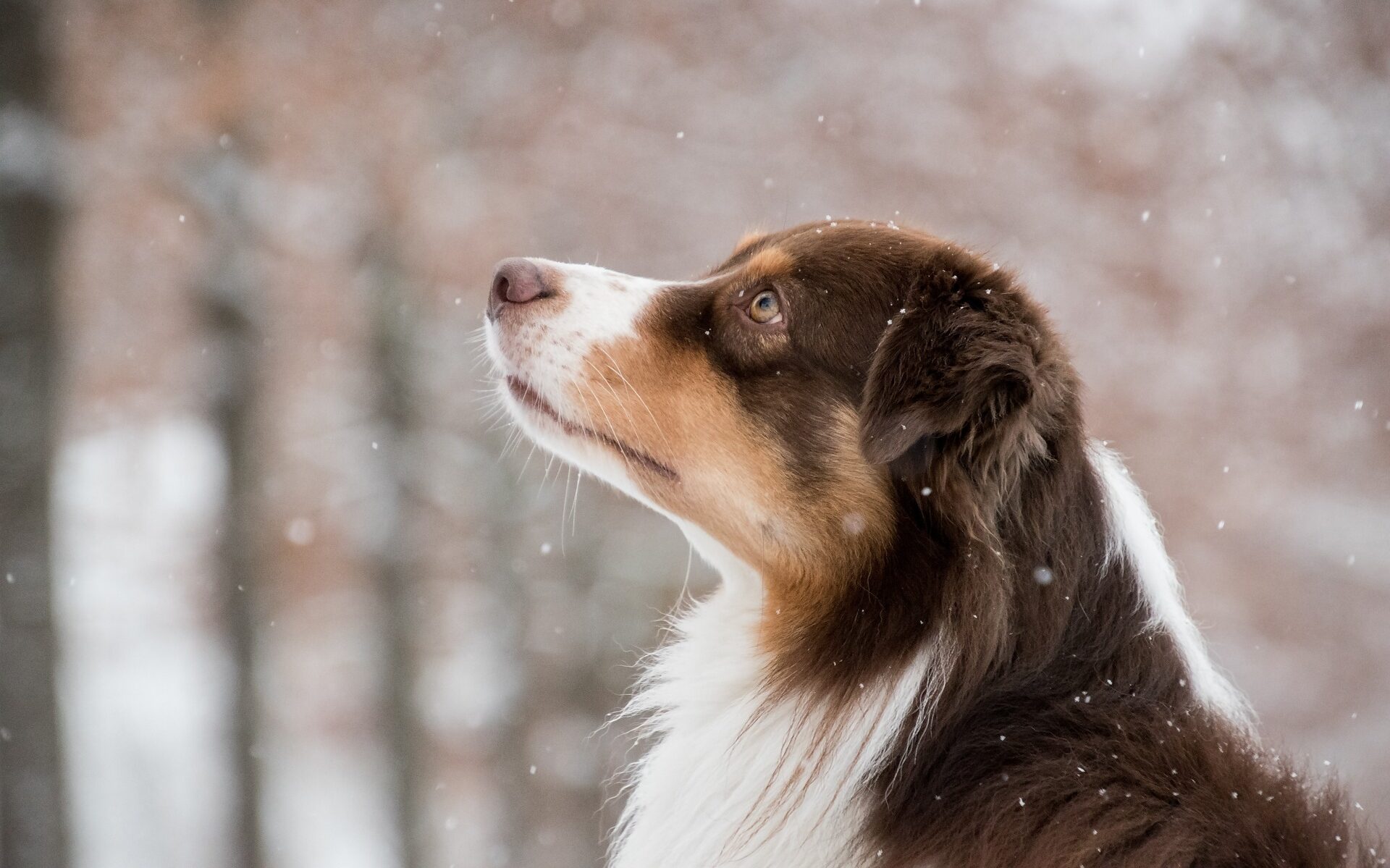 Hypothermie chez le chien