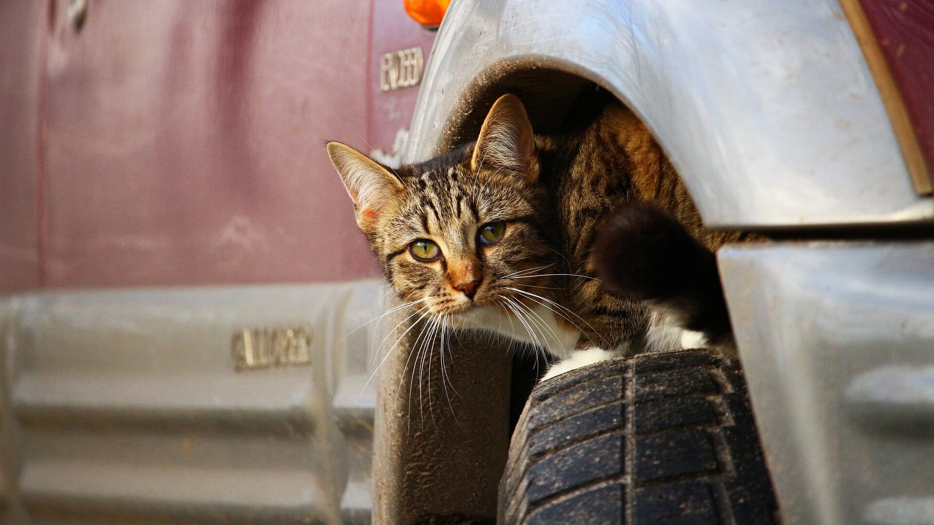 Chat capot voiture