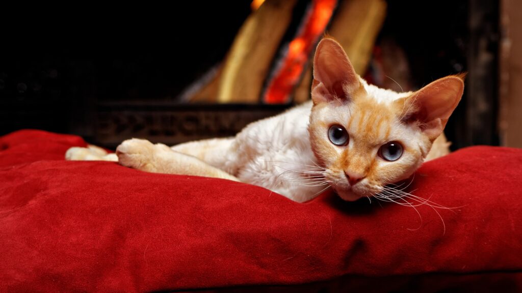 Chat au coin du feu