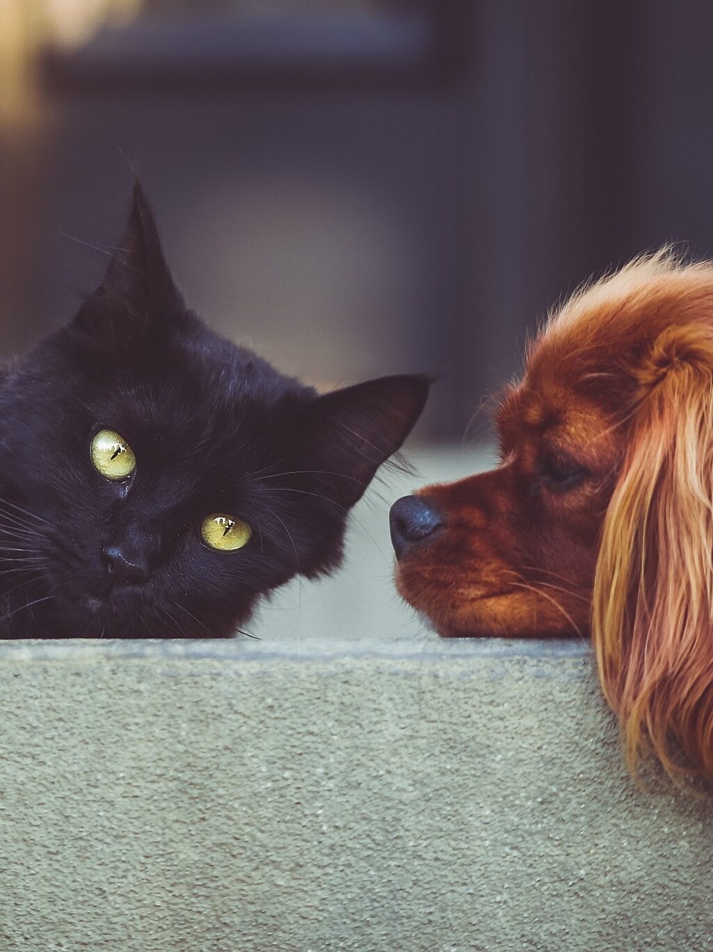 Garder ses animaux au chaud