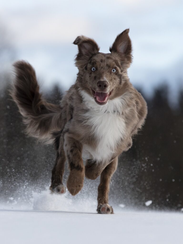 Balade chien hiver 