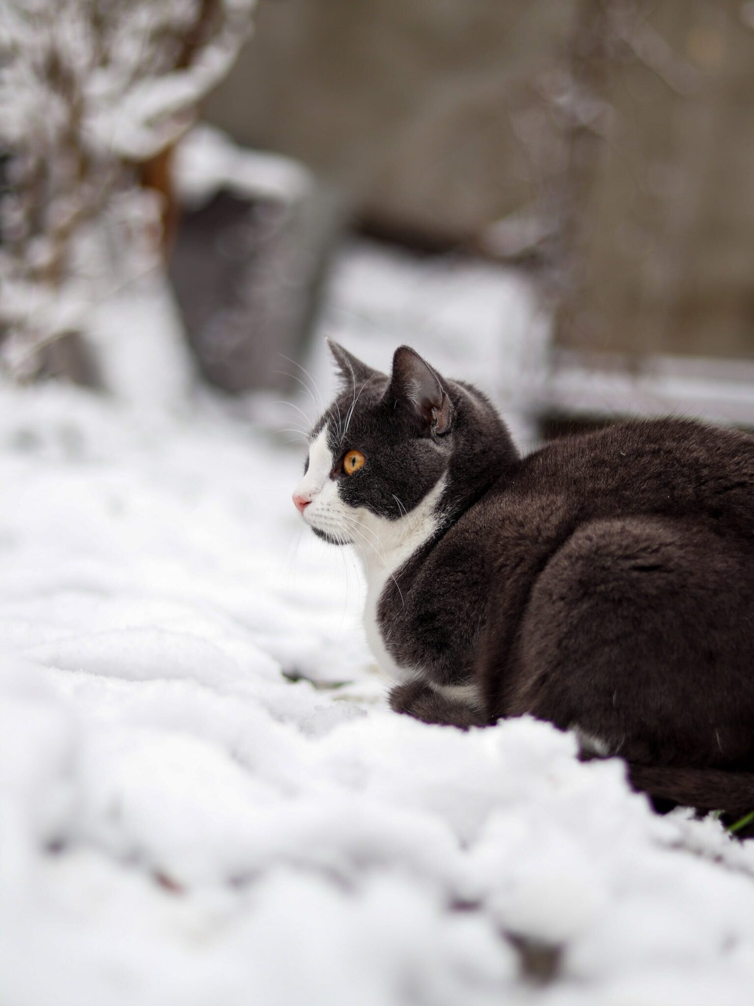 Chat dans la neige