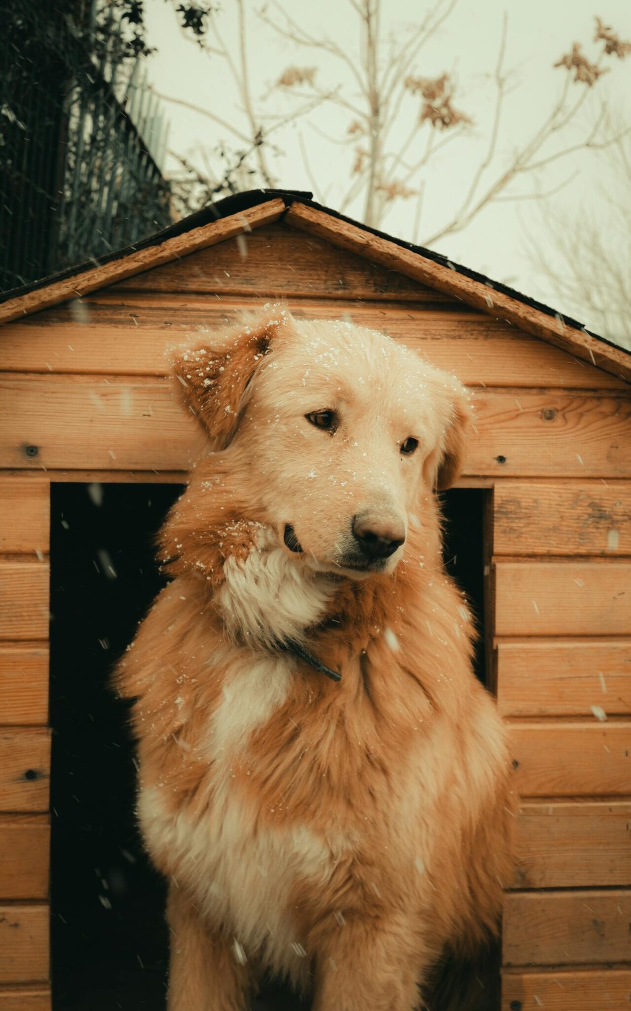 Niche pour chien hiver