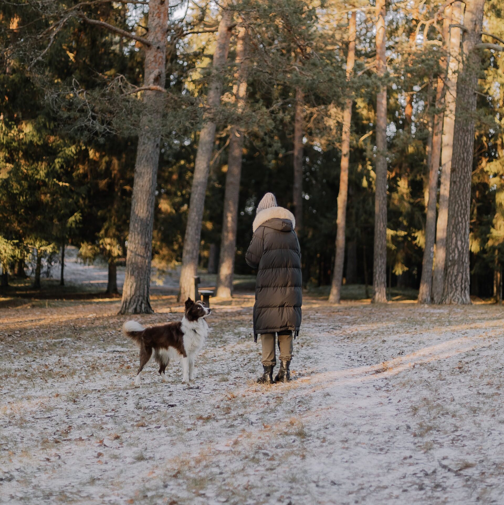 Sortie en hiver chien