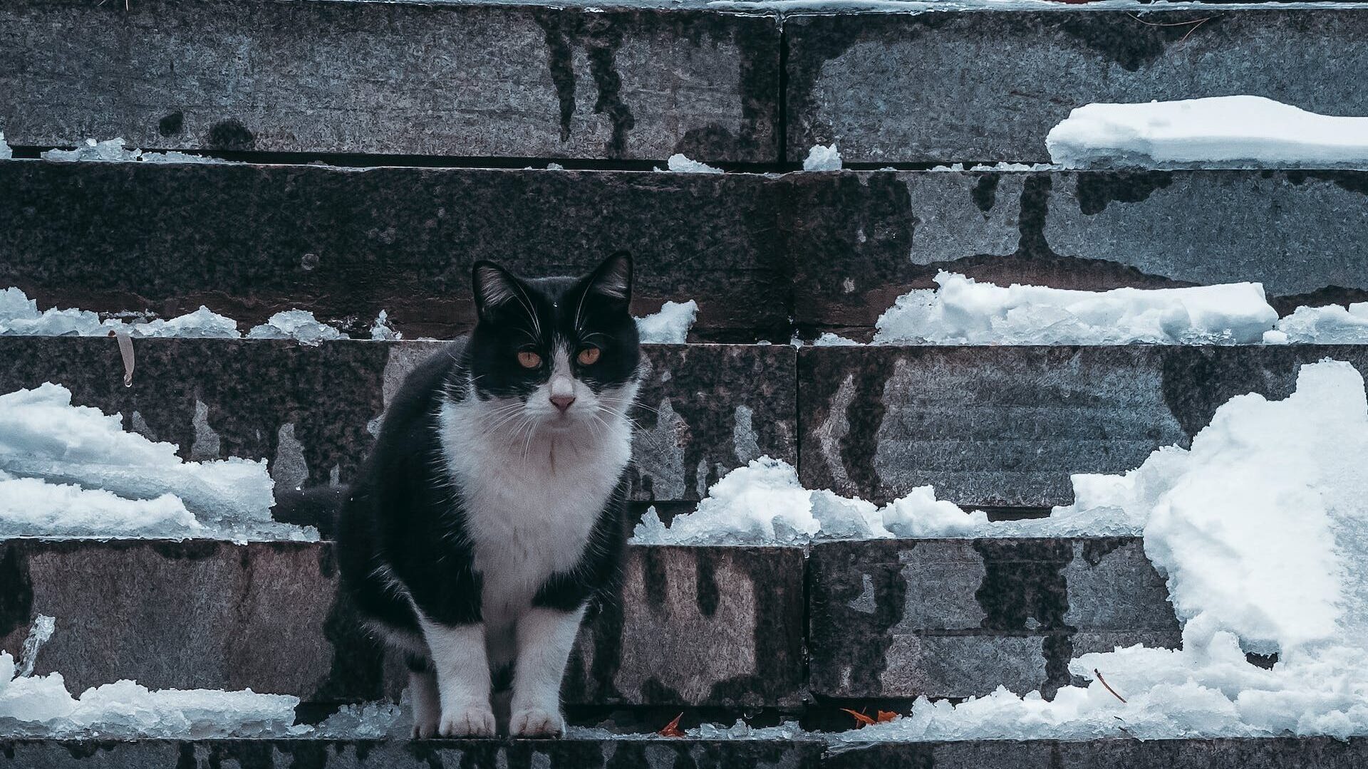 Neige et chat