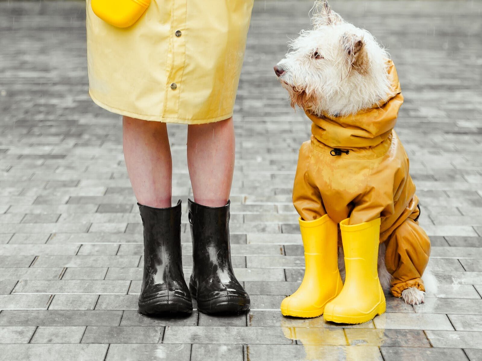 Chaussure animal